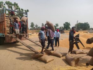 Wheat Lifting (1)